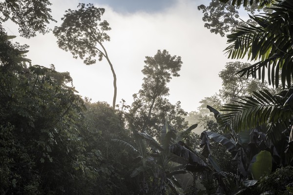 Guatemala, Petén, Morgennebel