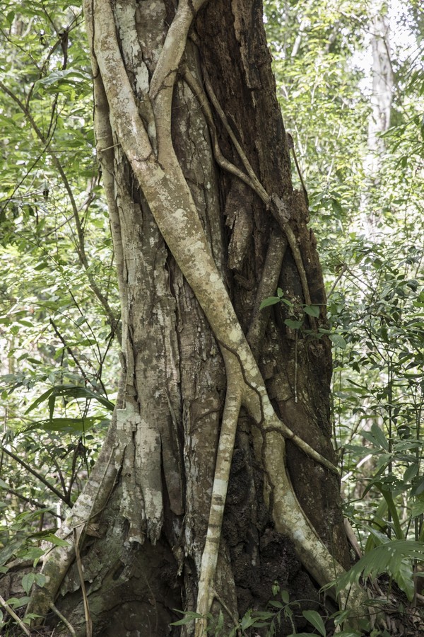 Guatemala, Petén, Ficcus Parasit