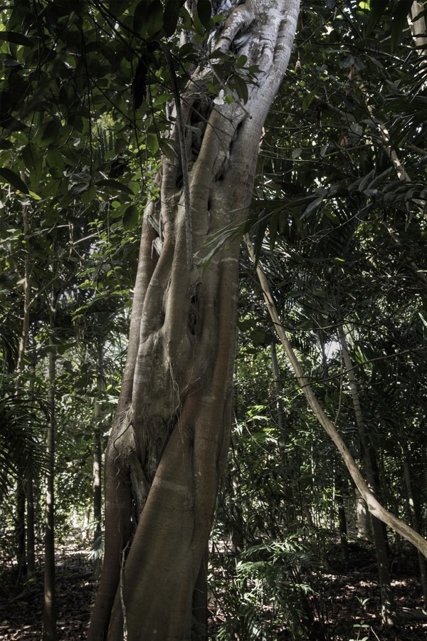 Guatemala, Petén